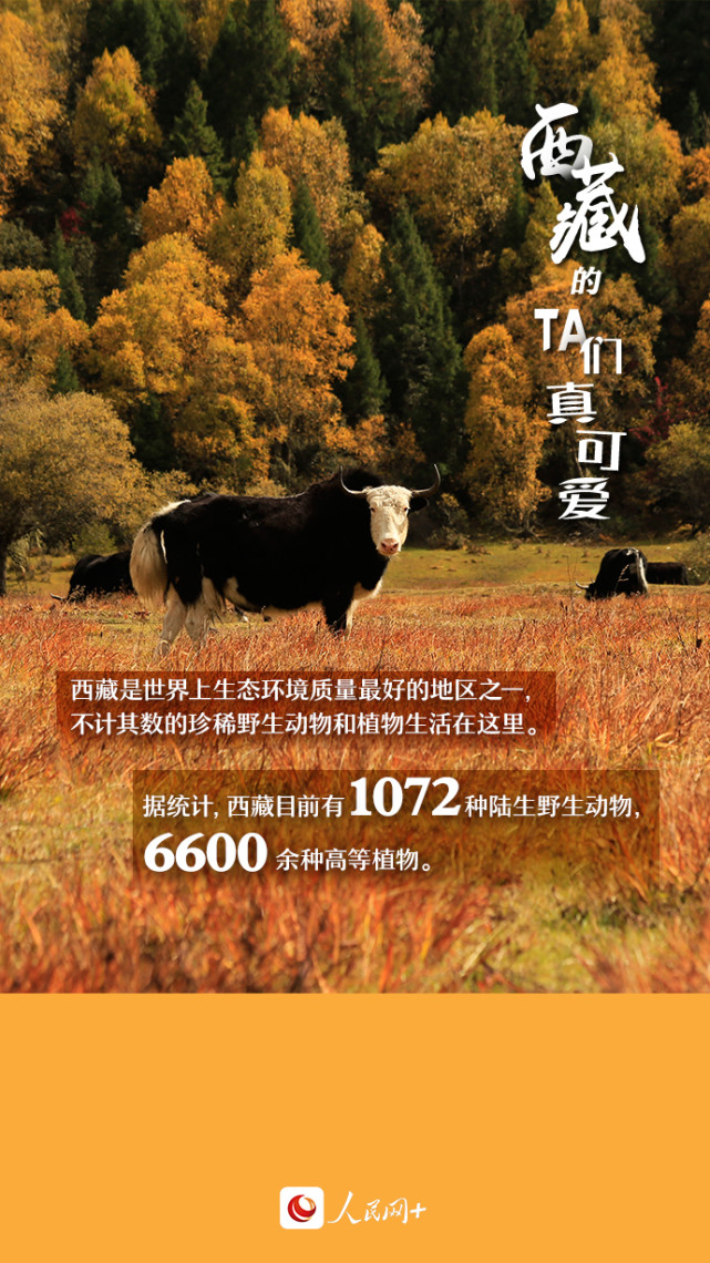 近距離觀察西藏“萌物”，走起！