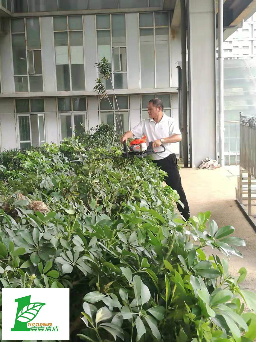 壹壹公司告訴您綠化養(yǎng)護必備修剪技巧？
